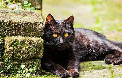 乱世分天下 千里走单骑《斩将夺旗》现已正式发售